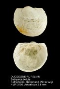 OLIGOCENE-RUPELIAN Bathyarca bellula